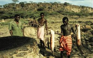 非洲肺鱼寿命(非洲肺鱼能在土里活多久)