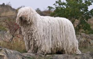 可蒙犬多少钱一只(图片)