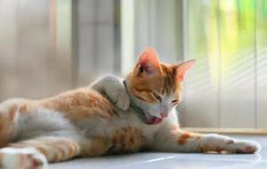 化毛膏是智商税吗(不是)