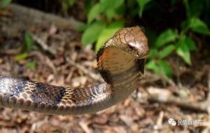 过山风是不是眼镜王蛇（过山风为什么叫过山风）