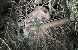 恒河猴实验证明了什么（启示和意义）