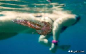 灯塔水母永生的代价(灯塔水母不死的原因)