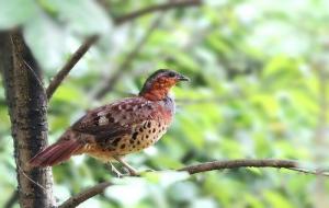 竹鸡是保护动物吗（好的母竹鸡引山）