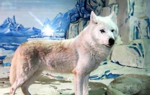 南极狼什么时候灭绝的（灭绝的原因）