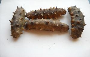 海参怎么区分好不好