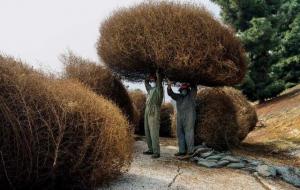 风滚草为什么在中国很少的原因