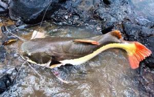 亚马逊鲇鱼（原产亚马逊“怪异鲶鱼”）