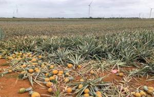 菠萝长在哪里（地上）