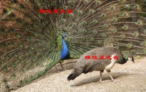 母孔雀会开屏吗（母孔雀开屏是什么样子）