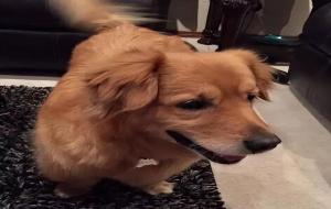 串串狗的意思（串串狗聪明吗 有些什么缺点）