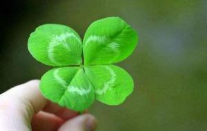 四叶草的寓意:幸福、健康、幸运、财