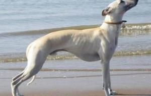 惠比特犬多少钱一只（智商排名）