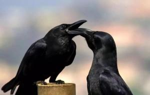 五种鸟飞入屋是最好的