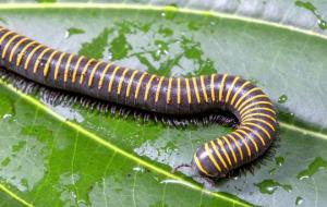 千足虫有毒吗(千脚虫是害虫吗)