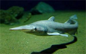 剑吻鲨是不是灭绝了(长相奇特的鲨鱼)