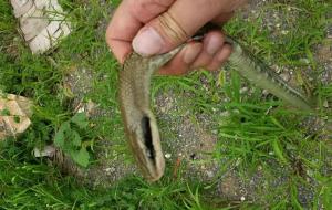 黑眉锦蛇有毒吗（黑眉锦蛇是保护动物吗）