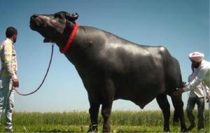 苏丹牛多少钱一头（价格为什么这么贵）