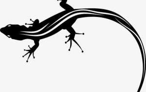 黑色神兽有哪些(黑化动物叫什么名字)