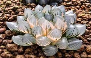 如何把玉露养紧凑(怎样养好玉露)