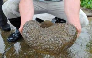 左海湖水怪是什么动物(左海湖生物)