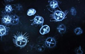 桃花水母有毒吗(桃花水母简介)