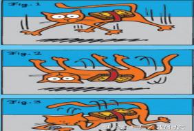 黄油猫悖论是谁提出的 有人试过吗