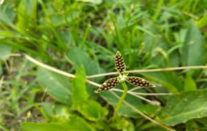 凤仙花怎么传播种子