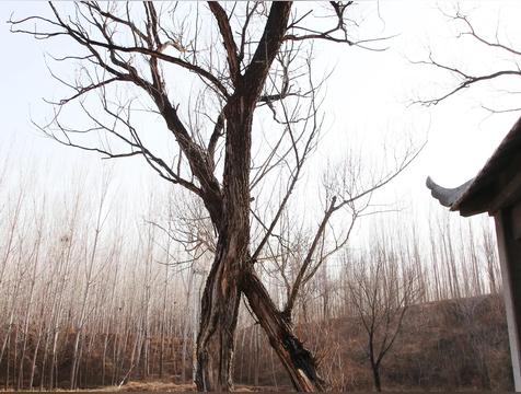 爱情树的寓意和象征