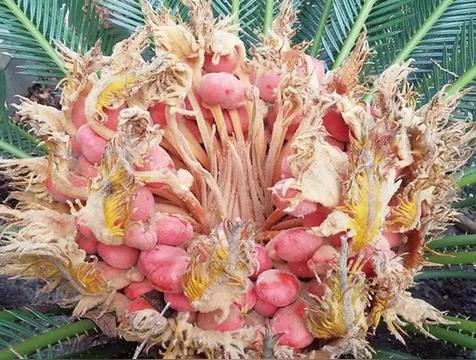 铁树开花好不好