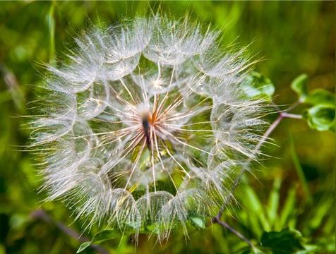 花语是救赎的花有哪些花
