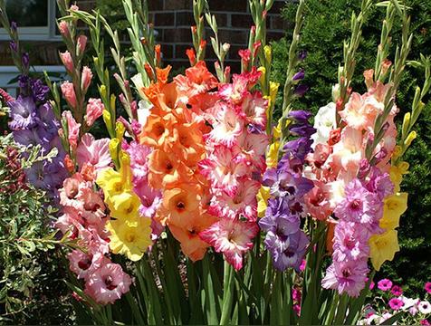 结婚纪念日送什么花