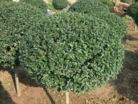 小叶女贞的风水寓意