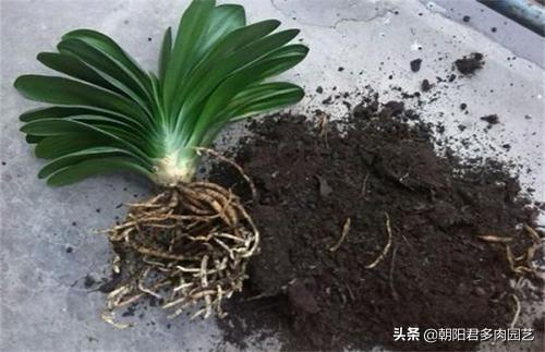 君子兰烂根怎么补救（两招帮你救活）