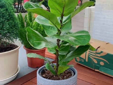 琴叶榕的花语和寓意