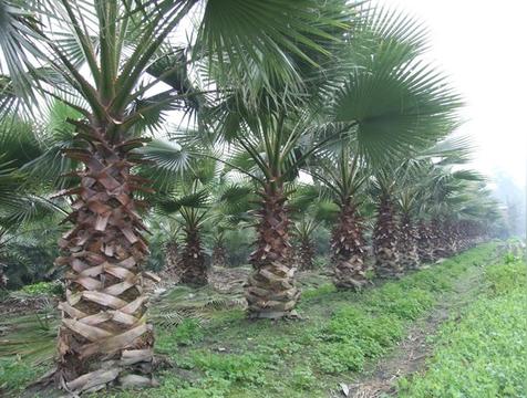 棕榈树的寓意和象征