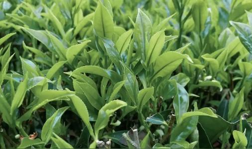 单丛茶功效和作用（单丛茶是什么茶类）
