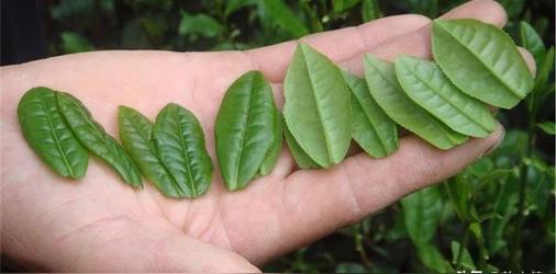 六安瓜片属于什么茶类(绿茶)