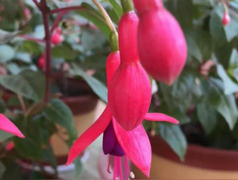 倒挂金钟的花语