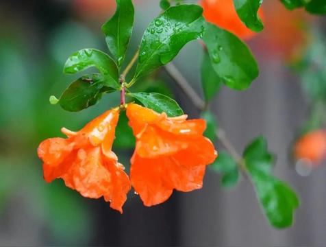 石榴花花语及寓意