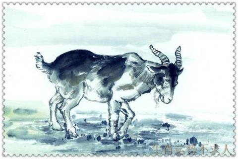 属羊的命运如何