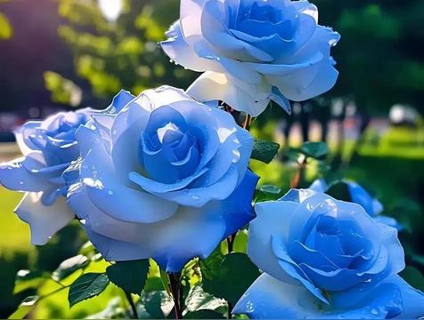 蓝玫瑰适合送什么人