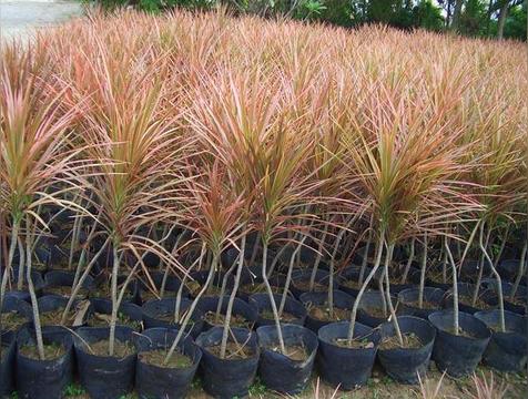 千年木的寓意与风水