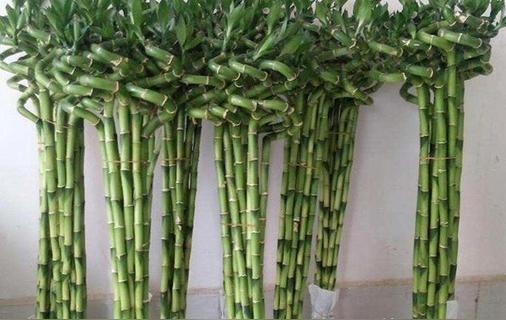 转运竹寓意和象征