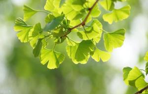 银杏叶寓意和象征意义