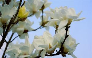 玉兰花的花语和寓意