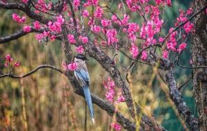 喜鹊是代表吉祥的喜鸟吗