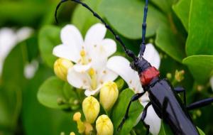 九里香种在家里禁忌