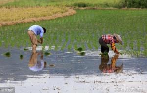 三伏天最热的是哪一伏(中伏)