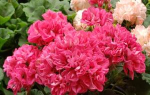 天竺葵为什么叫死人花(养天竺葵的诀窍)