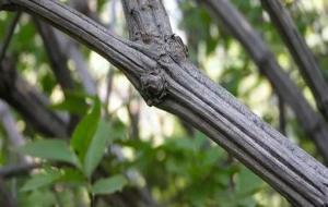 六道木为什么叫鬼见愁